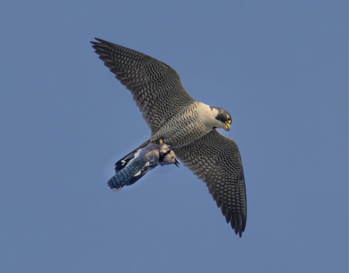 Peregrine falcon transfers robin Top N 26.5 TC DP Greg Alderson Nature Master