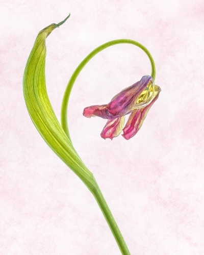 Last of the tulips Top P 27.5 TC DP Kathryn Martin Pictorial Master