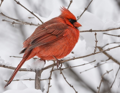 Male Cardinal puffed for the cold 26 TC GPP John King Nature Gold