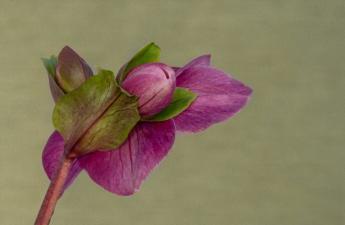 Lenten Rose 27 TC DP Judy Boufford Pictorial Master