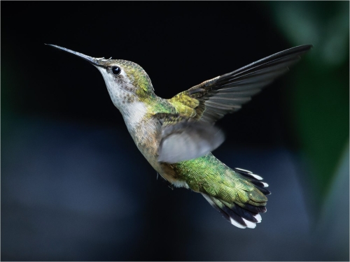 Hummingbird 24 TC BPP Jon Dun Nature Bronze