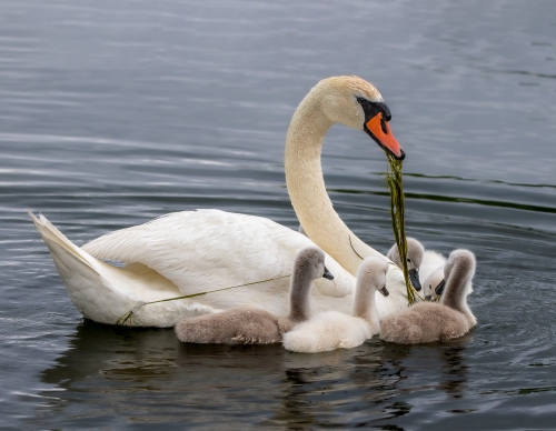 Mute Swan feeding her cygnets   Top Nature 25.5 TC GPP Geoffrey Skirrow Nature Gold
