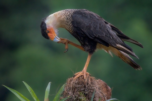 Crested Caracara                             Top Nature 25 TC DP Kathryn Martin Nature Master