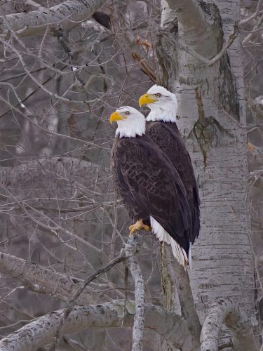 Bald Eagles Standing Vigil 25 TC SPP Derrick Butler Nature Silver