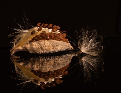 Milkweed Reflection 24 TC BPP Jan Huizinga Pictorial Bronze