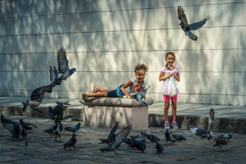 Feeding the Pigeons 25.5 TC DP Kathryn Martin Pictorial Master
