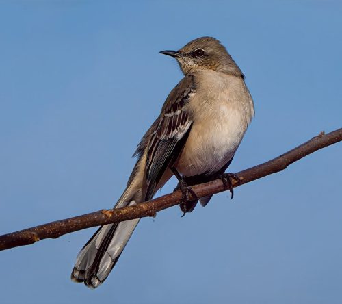 Northern Mockingbird 25 TC SPP Lan Gao Nature Silver