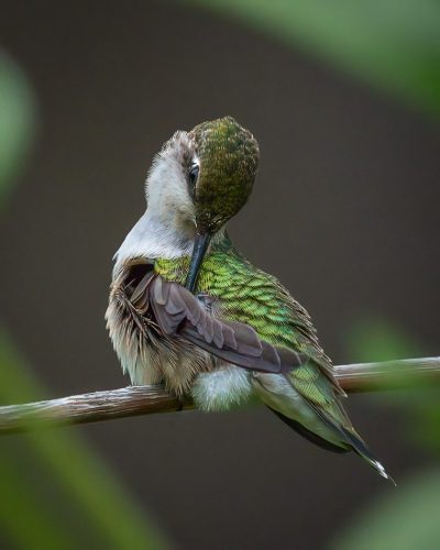 Ruby-Throated Hummingbird 24 HM SPP Leigh Wright Nature Silver