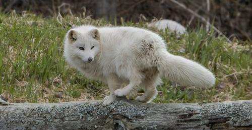 Artic Fox 6.5 8 7.5 22 Gary Love  Nature Master