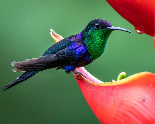 Violet Sabrewing Hummingbird 6 7 7.5 20.5 Kathryn Martin  Nature Gold