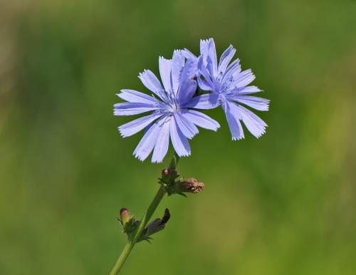 Chicory 7 7 7 21 Heather Engel  Nature Master