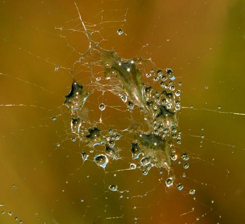 Spider Web Center 6 7 6.5 19.5 Heather Engel  Pictorial Master