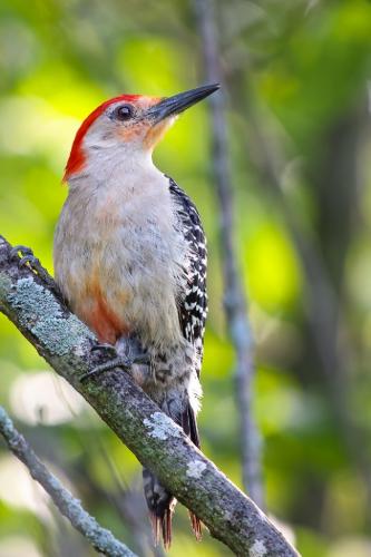 Red-Bellied Woodpecker 8 7.5 7.5 23 GPP Andy Langs  Nature Gold