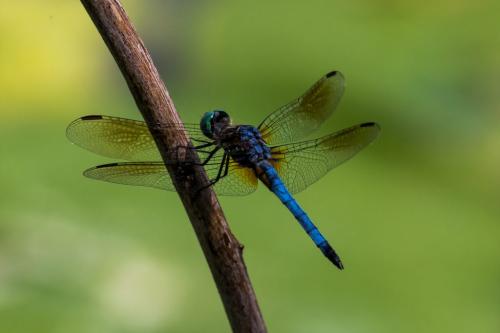 Blue Dasher Dragonfly 6 7 7.5 20.5 Geoffrey Skirrow  Nature Gold