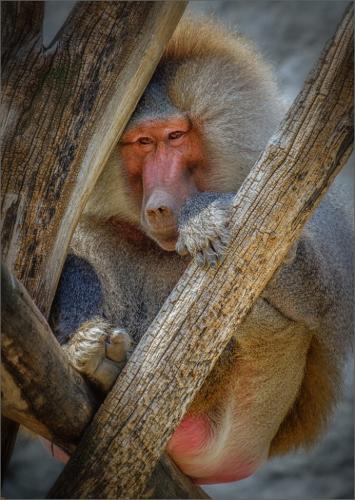 Male Hamadryas Baboon 8.5 8.5 7.5 24.5 HM DP Bela Acs  Nature Master