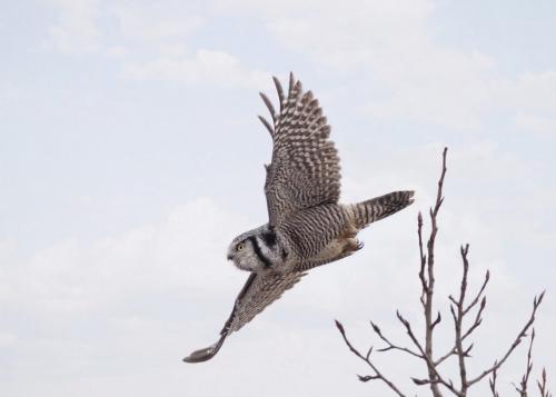 Northern Hawk Owl In Flight 8 7 7.5 22.5 Pat Wintemute  Nature Gold