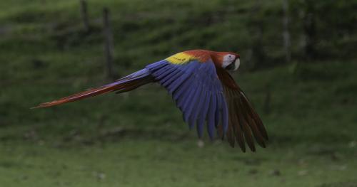 Scarlet Macaw 7 7.5 7.5 22 Judy Boufford  Nature Gold