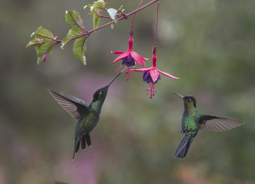 Talamanca&Firey Throat Hummingbi 9.5 8 8.5 26 TC GPP Judy Boufford  Nature Gold