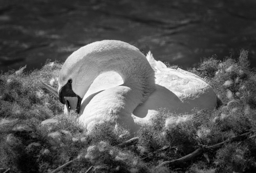 Trumpeter Swan Nesting 23 Andy Langs Pictorial Master