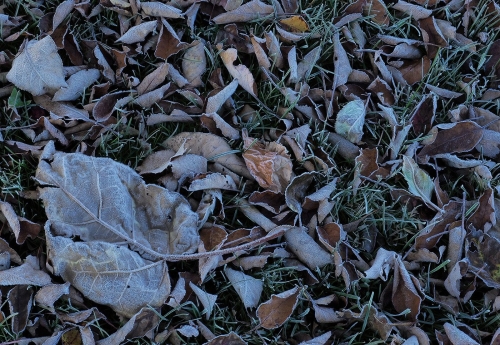 Frosty October Morning 21 Colleen Bird Pictorial Master