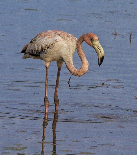American Flamingo 18.5 Ewa Rakowski Nature Gold