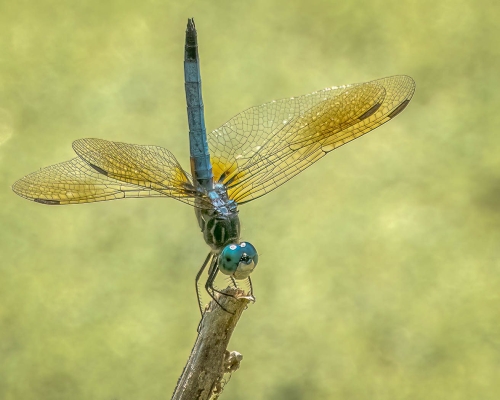 Blue Dasher 25 HM DP Kathryn Martin Nature Master