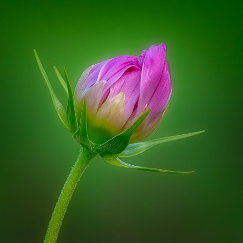 Budding cosmos 23.5 Kathryn Martin Pictorial Master