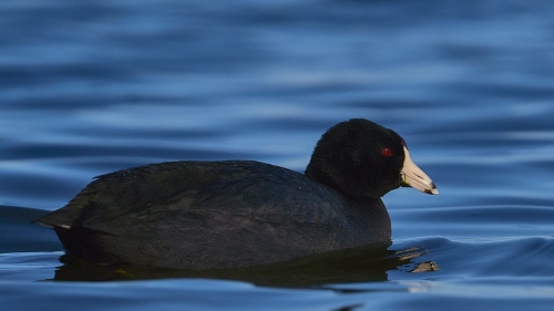 American Coot 22 Victor Turczynski Nature Master