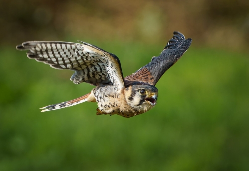 American Kestrel in Flight 24 GPP Andy Langs Nature Gold