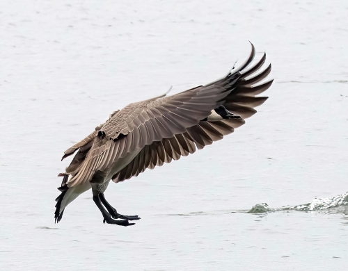 Canada goose sticking the landing 21.5 Jim Maguire Nature Gold