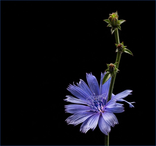 Chicory 22.5 Bertin Francoeur Pictorial Master