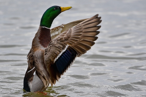 Male Mallard Duck 22.5 John King Nature Gold