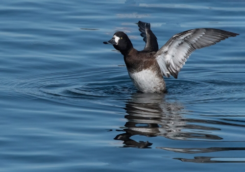 Greater Scaup 23 Judy Boufford Nature Master