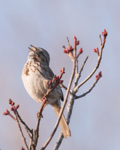 Song Sparrow 20.5 Laura Nelson Nature Silver