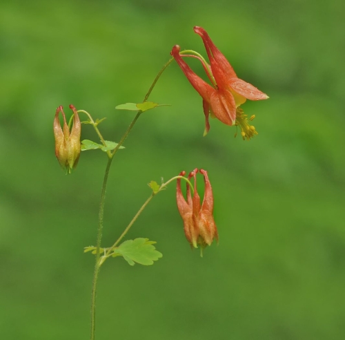 Wild Columbine 20 Heather Engel Nature Master