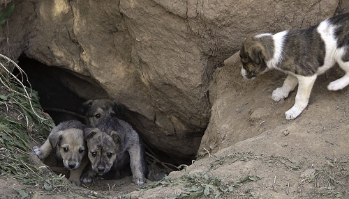 Dog#039;s Den 21.5 BPP Cherylene Stimers Pictorial Bronze