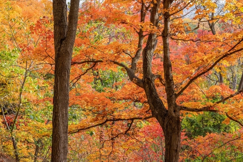 Fall Colors 21 BPP Barbara Bialon Pictorial Bronze