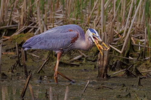 Great Blue Heron Tosses Fish 23.5 Geoff Dunn Nature Master