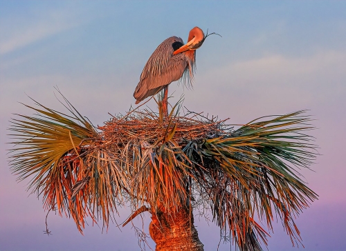 Great Bue Heron on Nest 21 Terry Ross-Poulton Nature Master