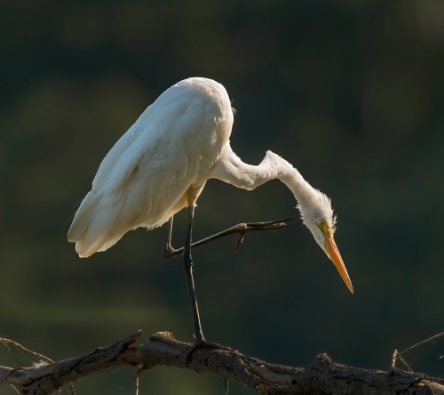 Great egret 24.5 HM GPP Jim Maguire Nature Gold