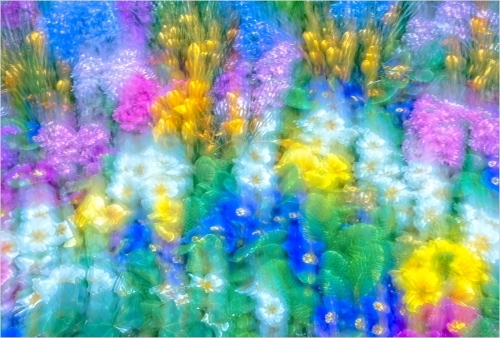ICM of flowerbed 22.5 Bela Acs Creative Master