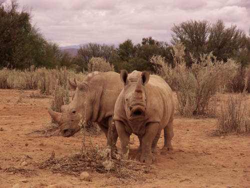 White Rhinos 20 Ewa Rakowski Nature Gold