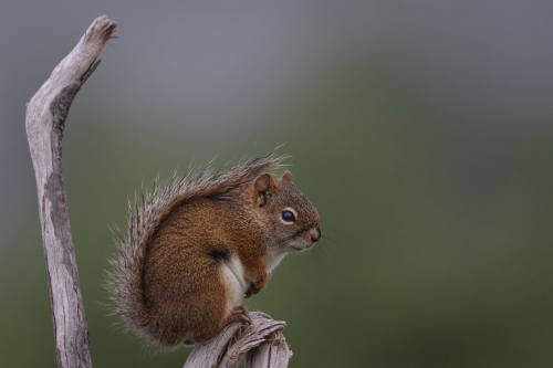 Red-Squirrel perched 22.5 Geoffrey Skirrow Nature Gold