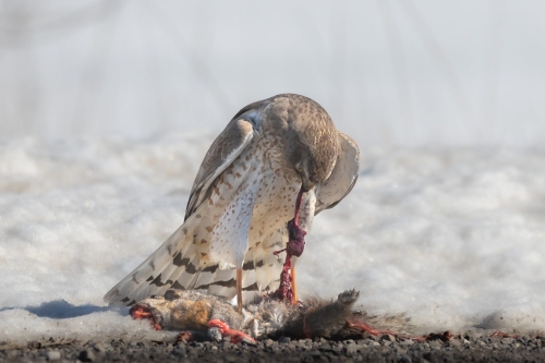 Sharp-shinned hawk with prey 23.5 GPP Geoffrey Skirrow Nature Gold