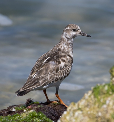 Lesser Yellowlegs 21 Herb McClelland Nature Gold