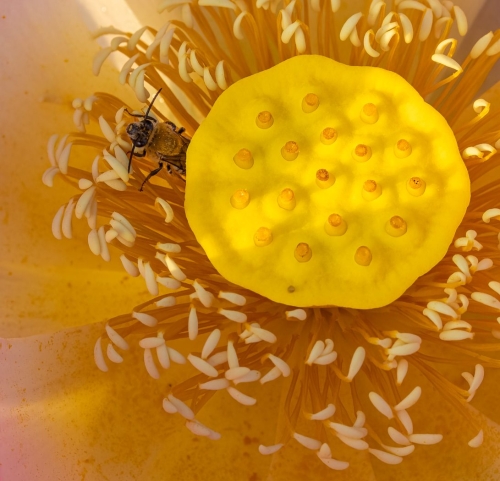 Lotus Closeup 3 20 David Evans Pictorial Master