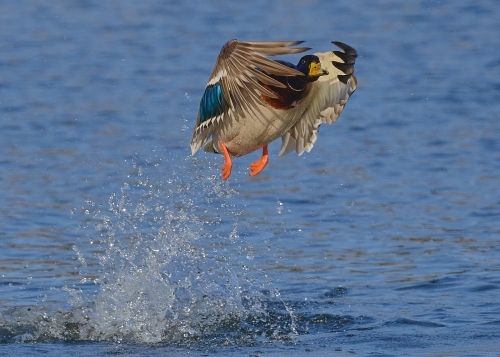 Mallard Duck 24.5 HM DP Victor Turczynski Nature Master