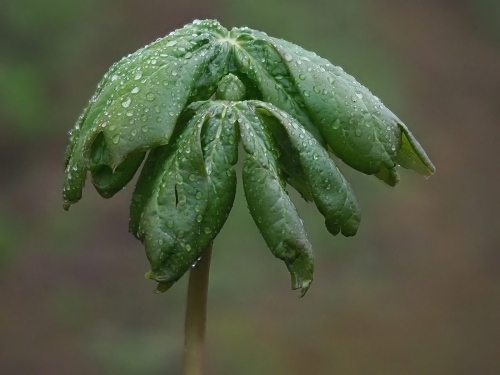 May Apple in Bud 21.5 Colleen Bird Nature Master