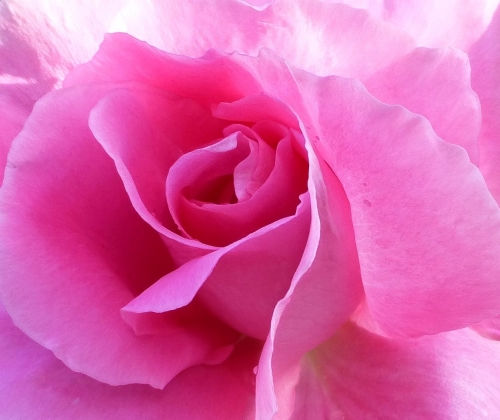 Rose Detail 21 Roy Oldfield Pictorial Gold