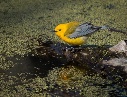 Prothonotary Warbler 22.5 Andy Langs Nature Gold
